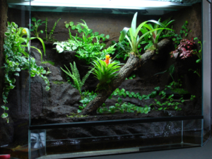 Pflanzen im terrarium - Die ausgezeichnetesten Pflanzen im terrarium unter die Lupe genommen